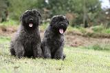 BOUVIER DES FLANDRES 191